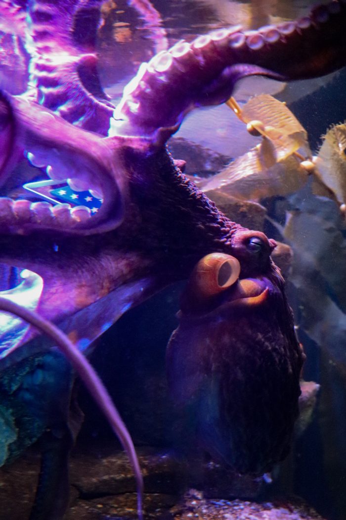 Octopus interacts with enrichment