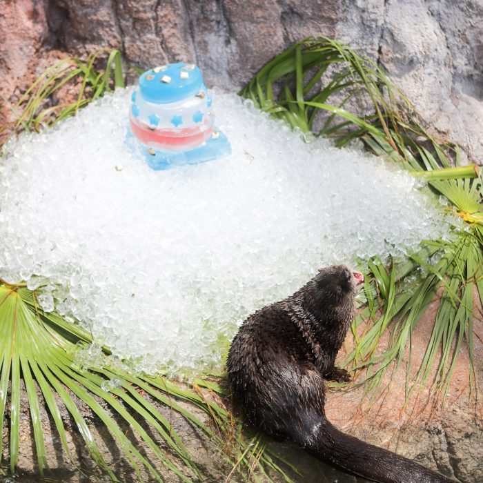 Otters receive ice and gelatin "cake" as enrichment