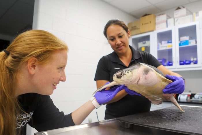 Staff weigh rescued sea turtle "Champ"