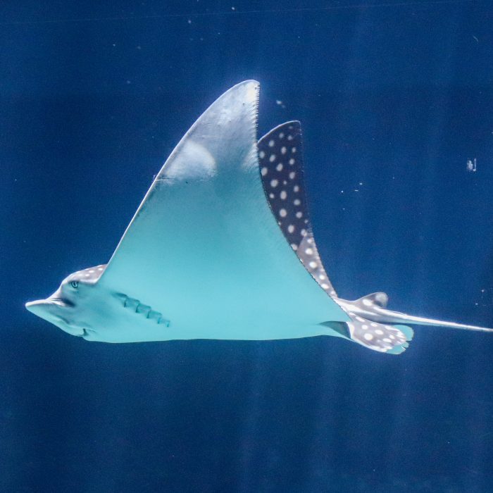 Spotted eagle ray "Reina"