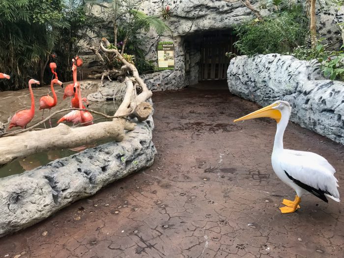 Rescued pelican "Amos" explores jungle for enrichment