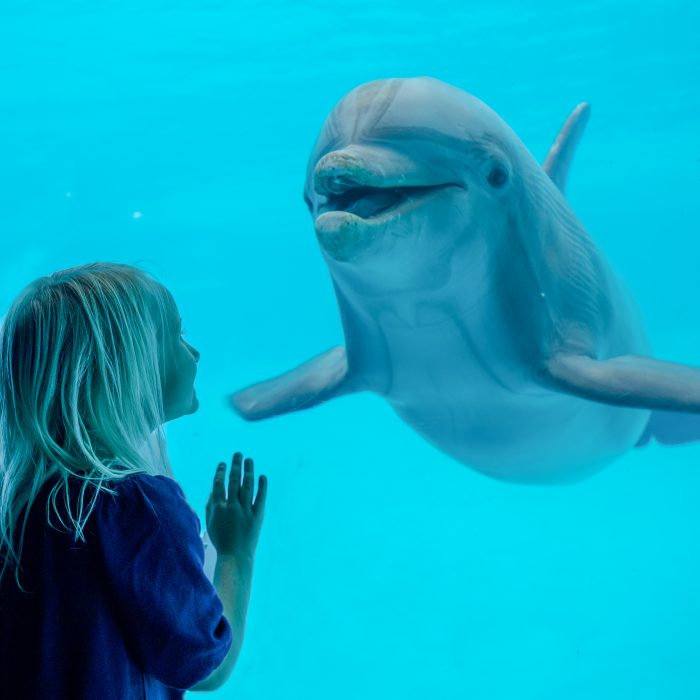 Guest encounters dolphin in underwater view