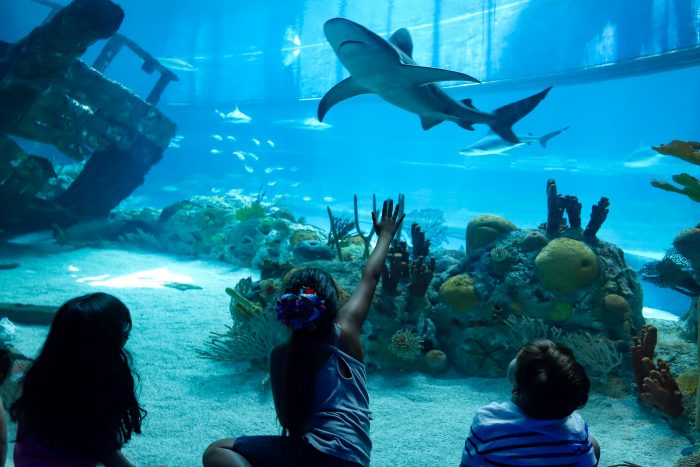 Guests observe sandbar shark in H-E-B Caribbean Sea