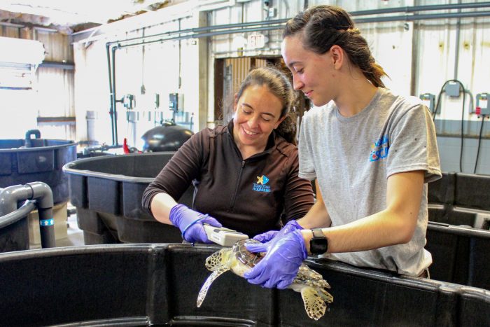 Sea turtles scanned for PIT tags at Wildlife Rescue