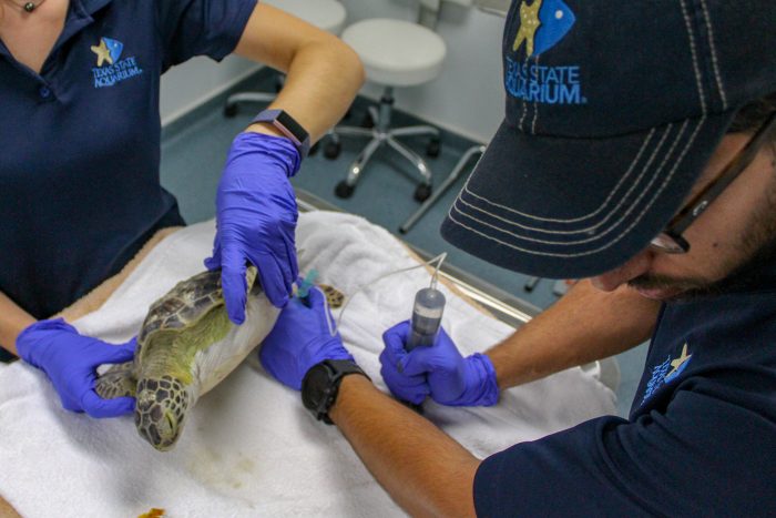 Sea turtles treated by staff at Wildlife Rescue