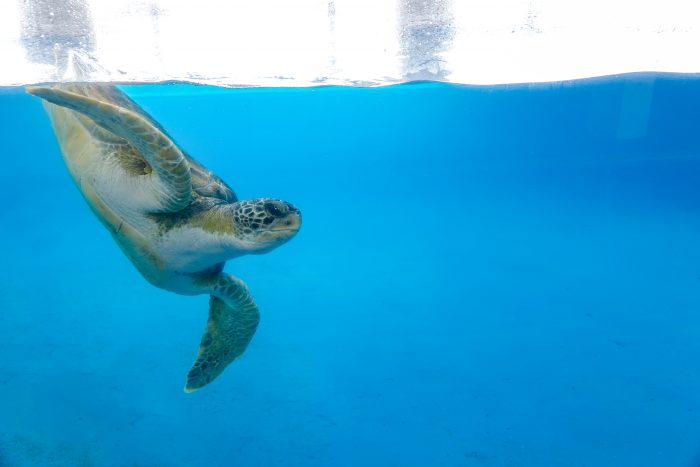 Rescued green sea turtle in "Tortuga Cay"