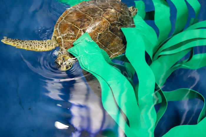 Rescued sea turtles interacts with enrichment