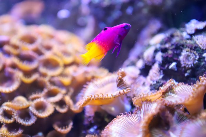 Royal gramma fish