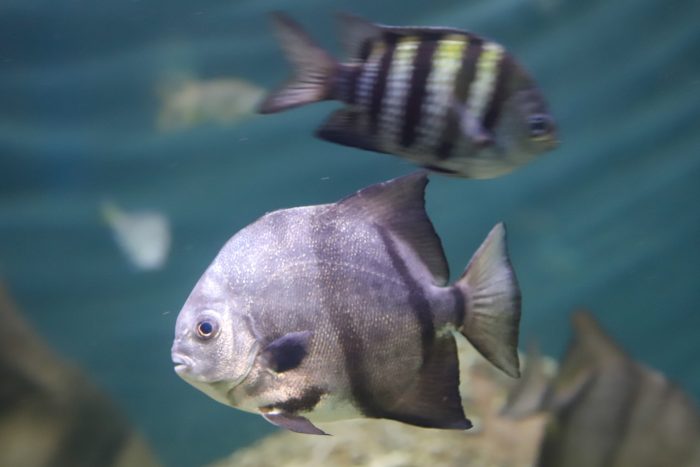 Spadefish and sergeant major