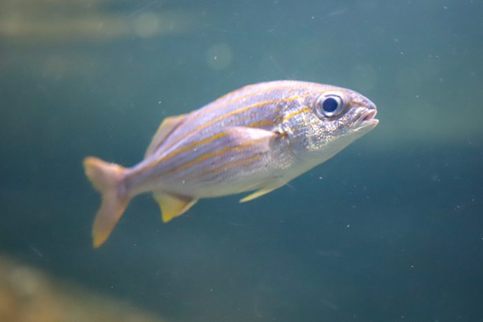 Blue striped grunt