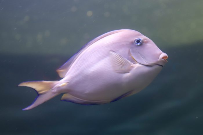 Blue tang