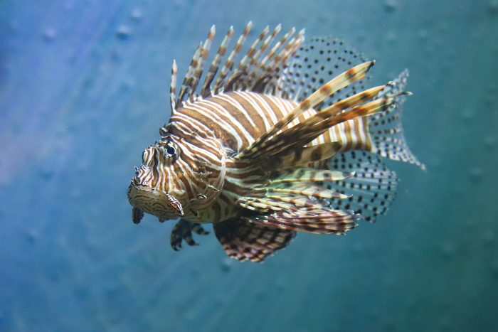 Lionfish