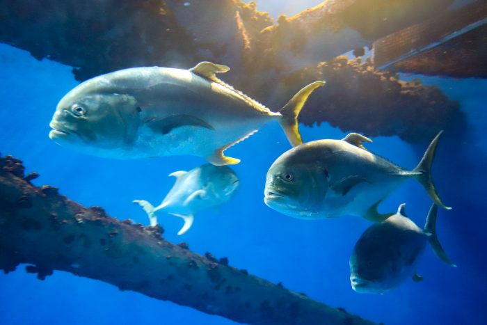 Crevalle jacks