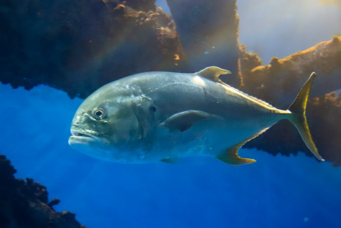 Crevalle jack