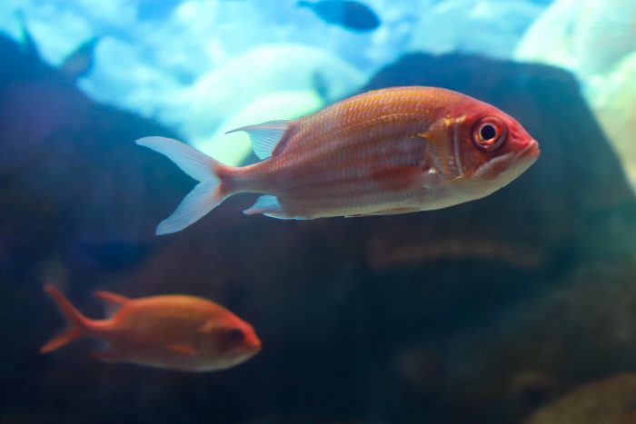 Squirrelfish