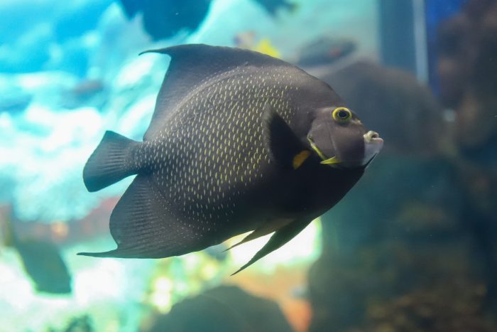 French angelfish