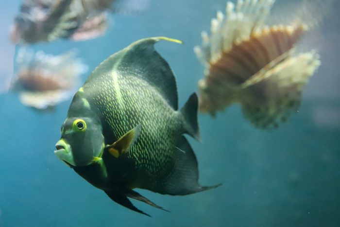 French angelfish