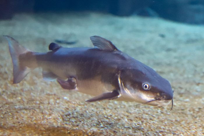 Hardheaded catfish