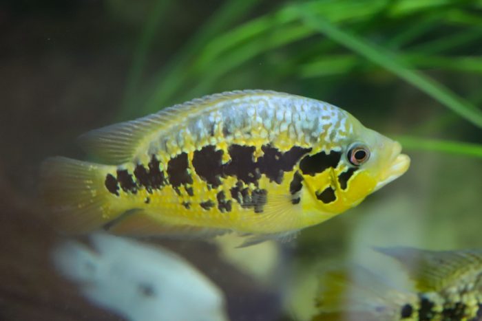 Cichlid