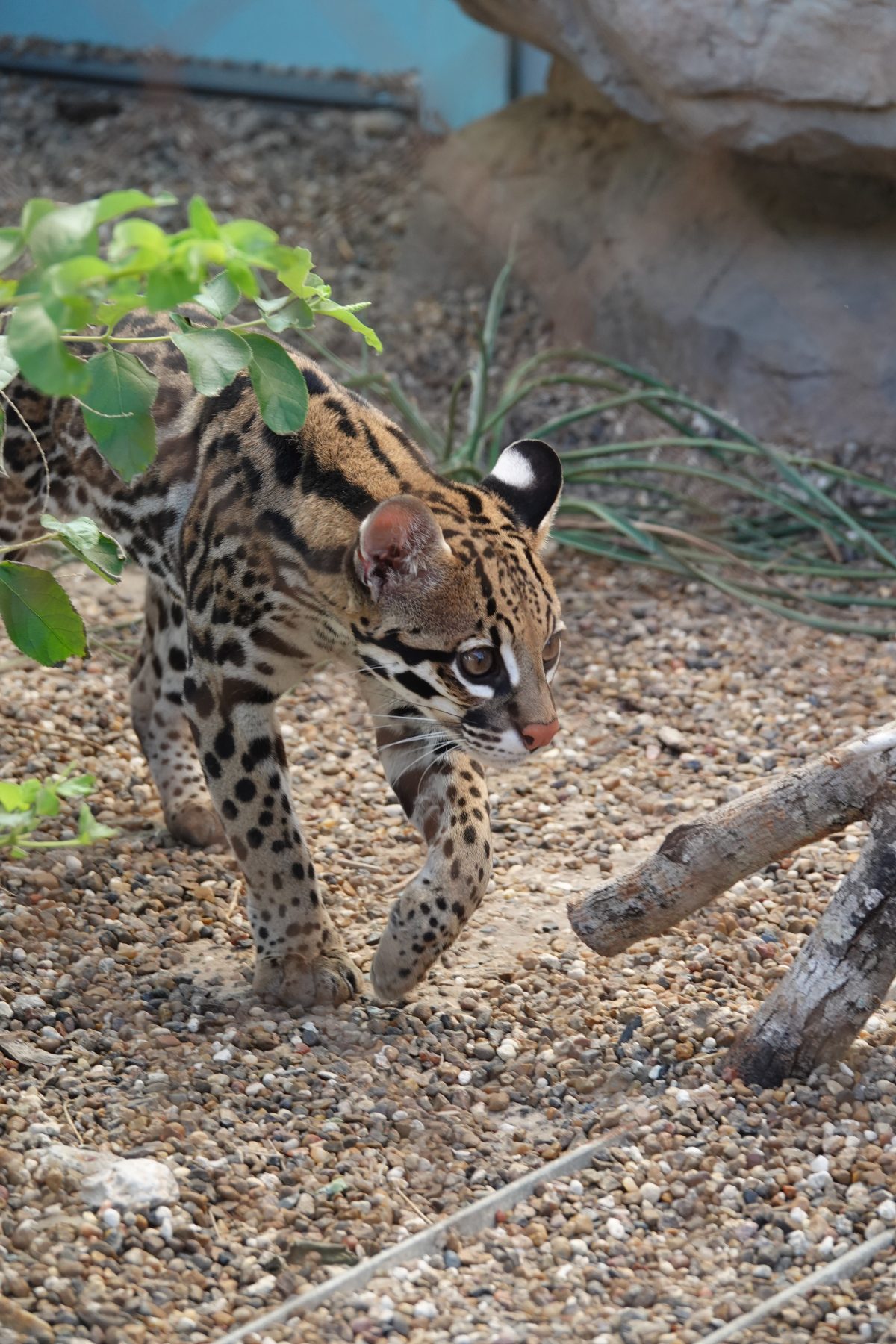 ocelots - milla (38) - Texas State Aquarium