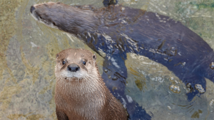 otters adopt scale - Texas State Aquarium