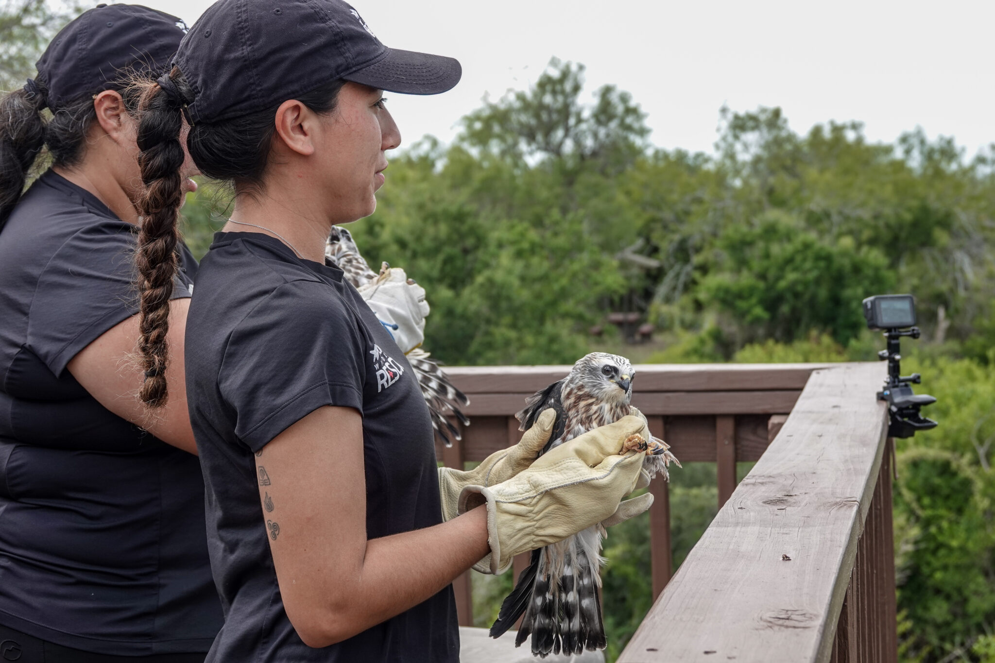 Mississippi Kites release09.202403 Texas State Aquarium