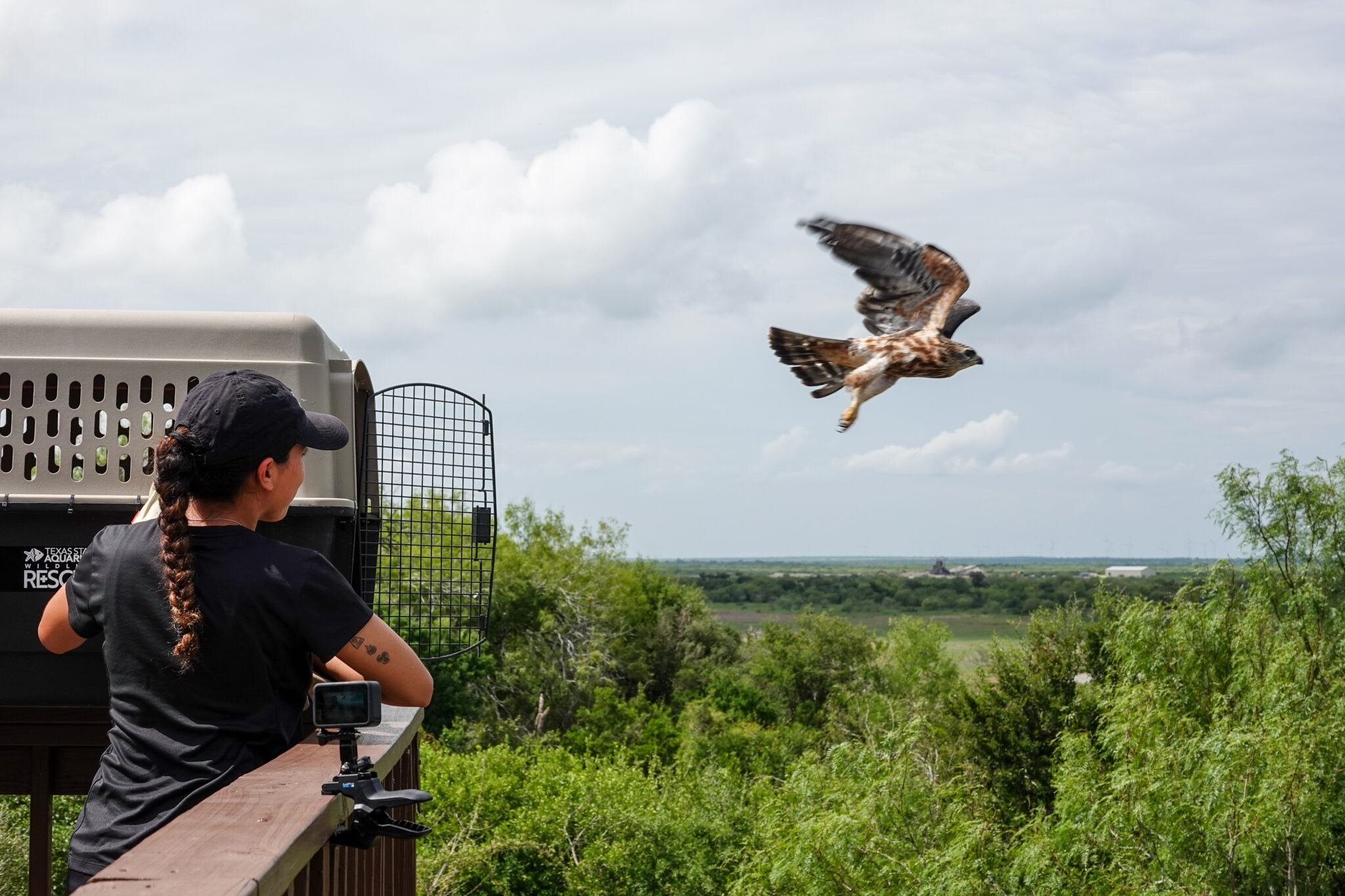 Mississippi Kites release09.202409 Texas State Aquarium