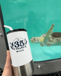 35th Anniversary Texas State Aquarium cup next to a sea turtle