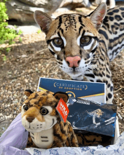 ocelot adopt plush