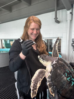 Vet helping sea turtle