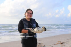 sea turtle release