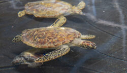 Cold Stun Sea Turtles