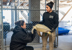 Rescue Team and Cold Stun Sea Turtle