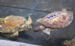 Cold Stun Sea Turtle