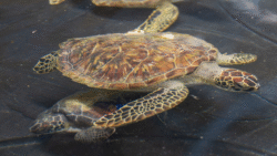 sea turtle cold stun